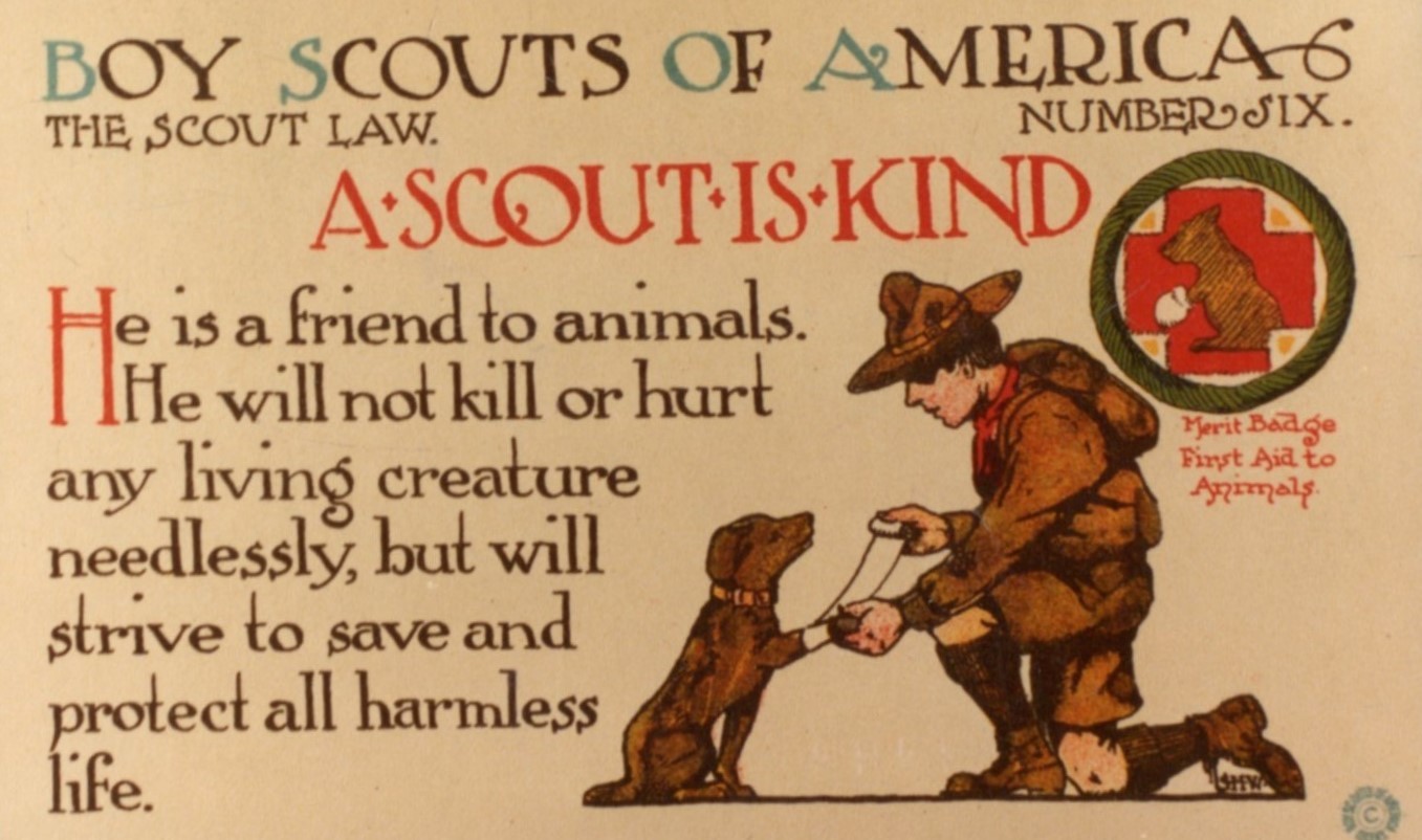 Boy Scout Of America Postcard 7
