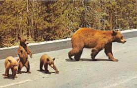 mama bear with three cubs crossing the road