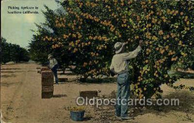 Apricots Southern CA