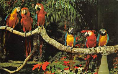 sub063245 - Parrot Postcard