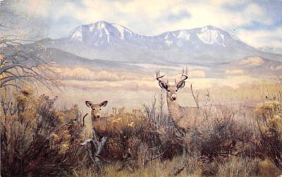 sub063273 Western White Tailed Deer Post Card