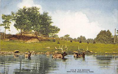 sub063275  Elk Bathing New York Zoo Post Card