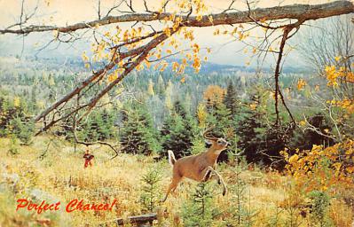 sub063285  Deer Post Card