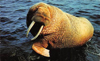 sub063297  Alaskan Walrus Post Card