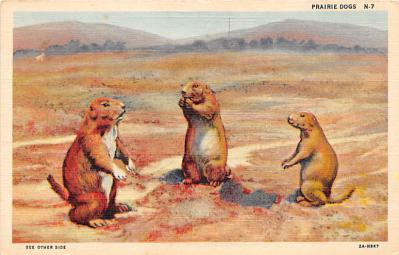 sub063349  Prairie Dogs Post Card
