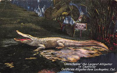 sub063365 - Alligators Post Card