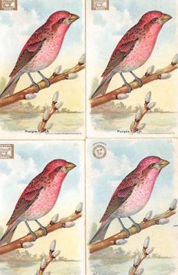 sub063423 - Birds Post Card