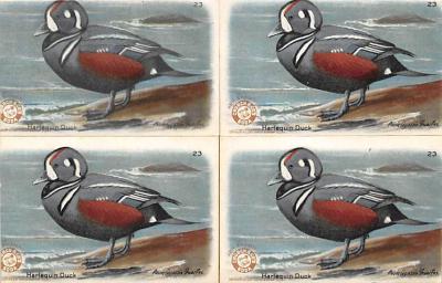 sub063431 - Birds Post Card