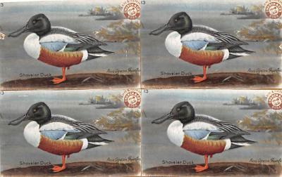 sub063449 - Birds Post Card