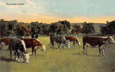 sub063489 - Cows Cattle Post Card