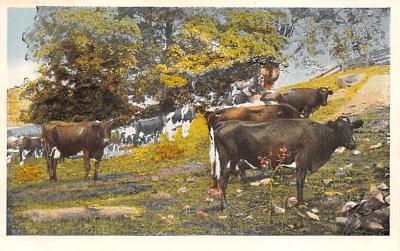 sub063509 - Cows Cattle Post Card