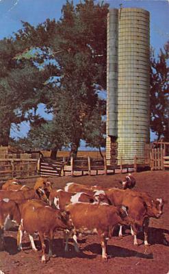 sub063513 - Cows Cattle Post Card