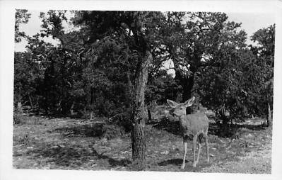 sub063517 - Deer Post Card