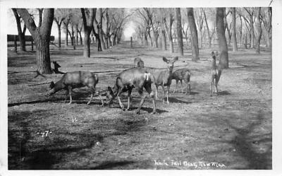 sub063519 - Deer Post Card
