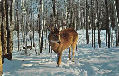 sub063521 - Deer Post Card