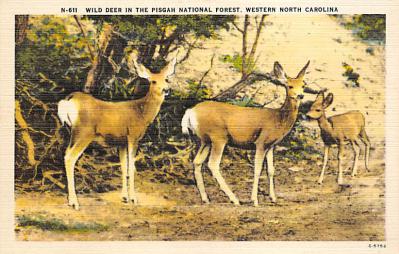 sub063523 - Deer Post Card