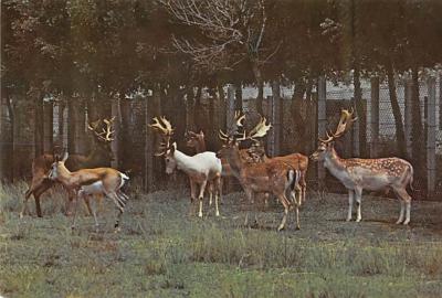 sub063529 - Deer Post Card