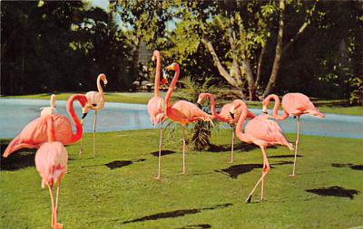 sub063559 - Flamingo Post Card