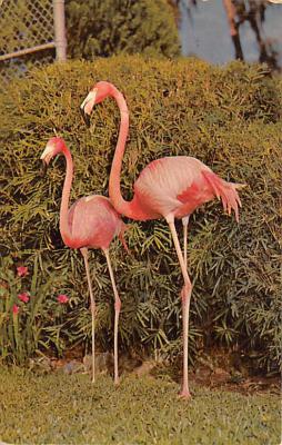 sub063577 - Flamingo Post Card