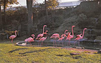 sub063581 - Flamingo Post Card