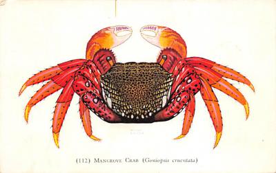 sub063615 - Lobsters Post Card