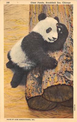 sub063711 - Panda Bear Post Card