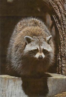 sub063803 - Raccoon Post Card