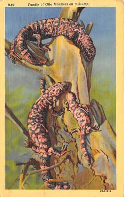 sub063811 - Snake Reptile Post Card