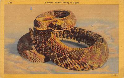 sub063815 - Snake Reptile Post Card