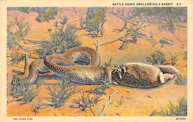 sub063817 - Snake Reptile Post Card
