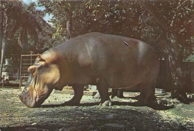sub063823 - Rhino, Hippo Post Card