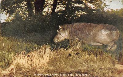 sub063833 - Rhino, Hippo Post Card
