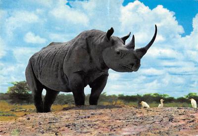 sub063835 - Rhino, Hippo Post Card