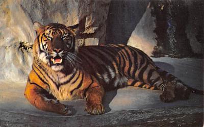 sub063851 - Tiger Post Card