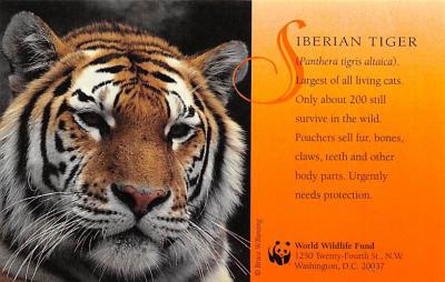 sub063855 - Tiger Post Card