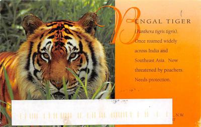 sub063859 - Tiger Post Card