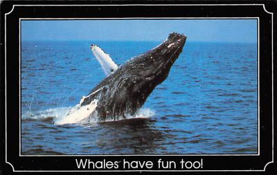 sub063869 - Whale related Post Card