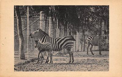 sub063901 - Zebra Post Card