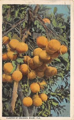 sub064261 - Orange Groves Post Card