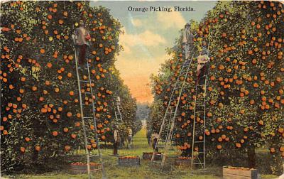 sub064269 - Orange Groves Post Card