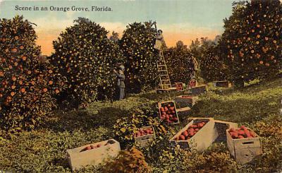 sub064271 - Orange Groves Post Card