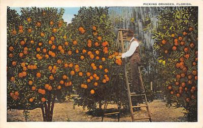 sub064311 - Orange Groves Post Card