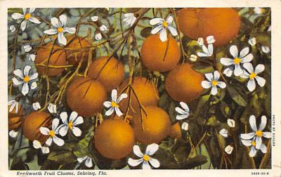 sub064329 - Orange Groves Post Card