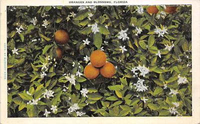 sub064331 - Orange Groves Post Card