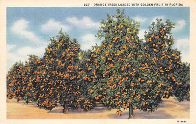 sub064357 - Orange Groves Post Card