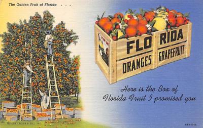 sub064409 - Orange Groves Post Card