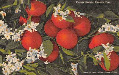sub064421 - Orange Groves Post Card