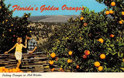 sub064453 - Orange Groves Post Card