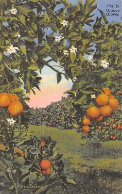 sub064495 - Orange Groves Post Card