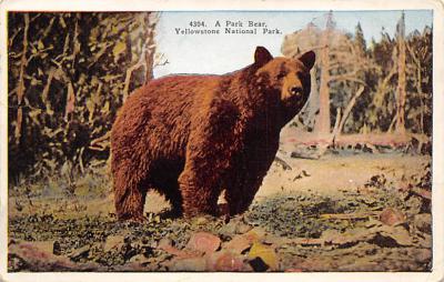 sub065459 - Yellowstone National Park Post Card